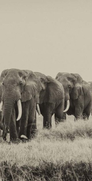 slideshow_destination_tanzanie_6