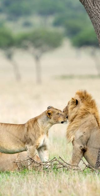 slideshow_destination_tanzanie_8