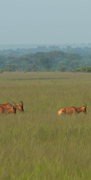 01-queen-elizabeth-national-park-ouganda