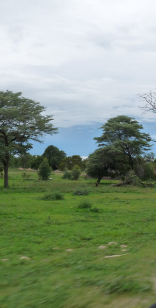 02-bande-de-caprive-nambie