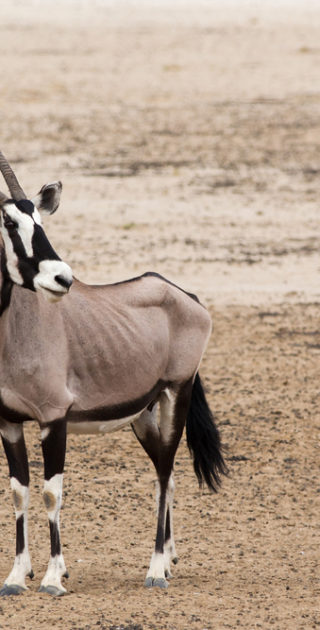 02-botswana-kalahari