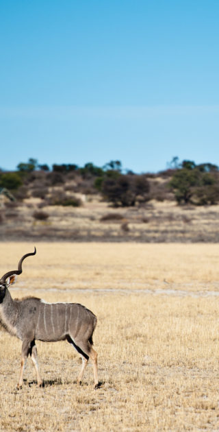 03-kalahari-namibie