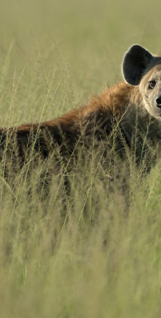 03-queen-elizabeth-national-park-ouganda