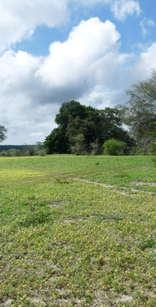 04-bande-de-caprive-nambie