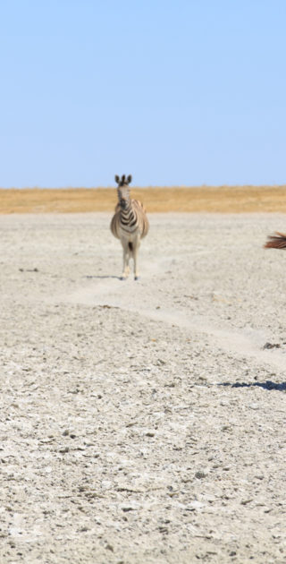 04-botswana-kalahari