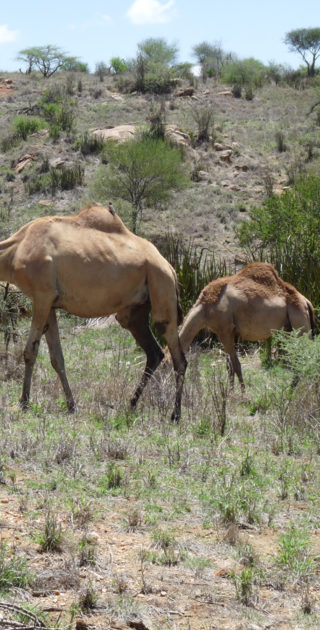04-laikipia-kenya
