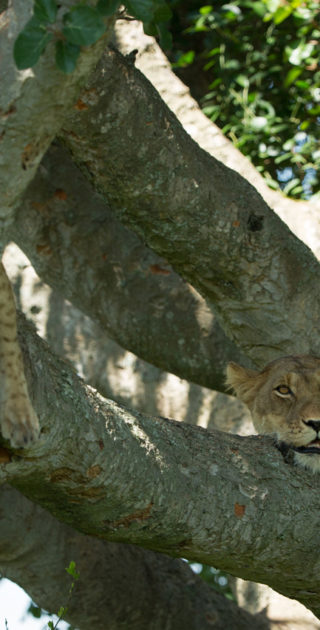 04-queen-elizabeth-national-park-ouganda