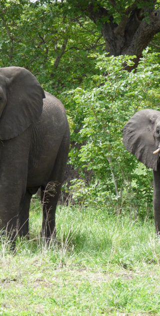 05-bande-de-caprive-nambie