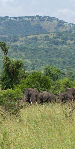 05-queen-elizabeth-national-park-ouganda