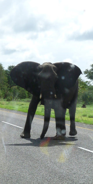 06-bande-de-caprive-nambie