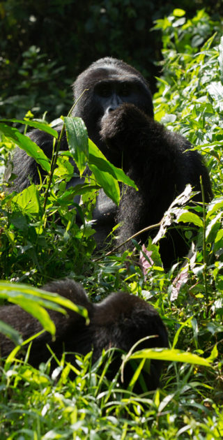 06-bwindi-ouganda