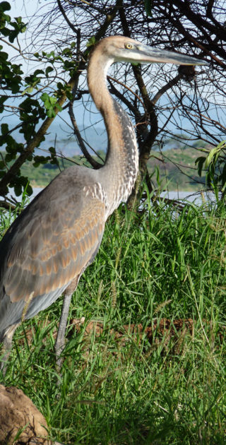 07-baringo-bogoria-kenya