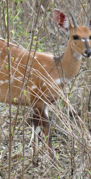 08-bande-de-caprive-nambie