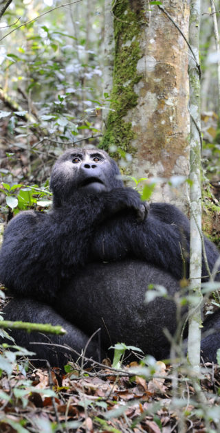 08-bwindi-ouganda