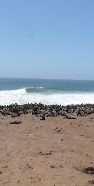 08-swakopmund-cape-cross-nambie