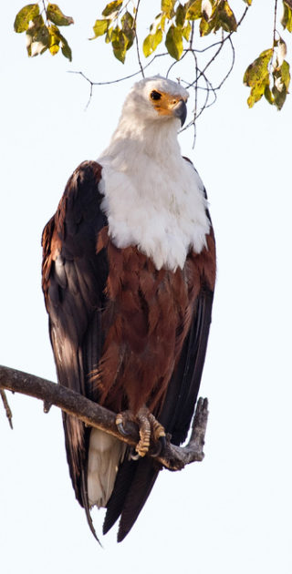 09-baringo-bogoria-kenya