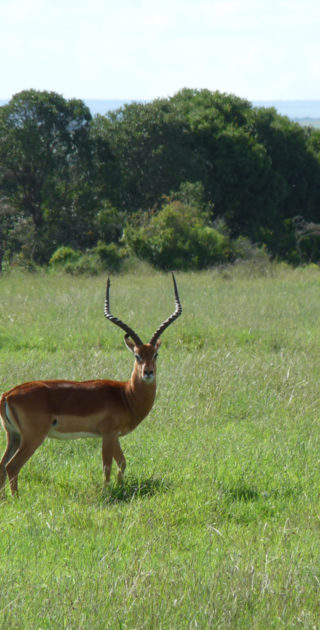 09-caberdare-solio-ol-pejata-kenya