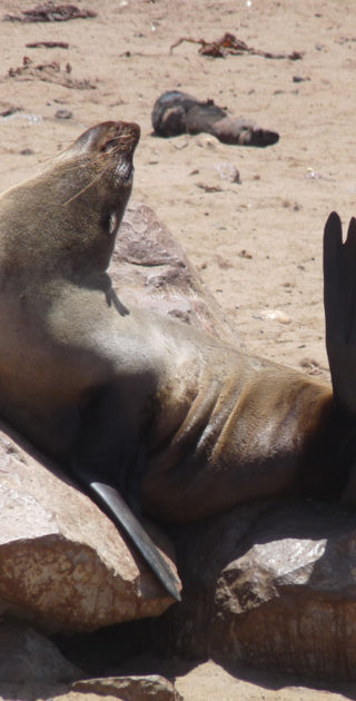 09-swakopmund-cape-cross-nambie