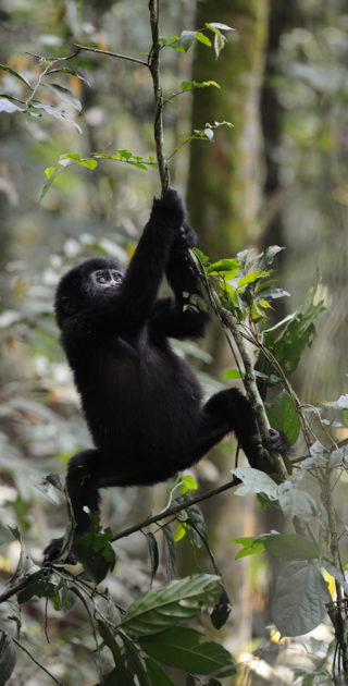 10-bwindi-ouganda