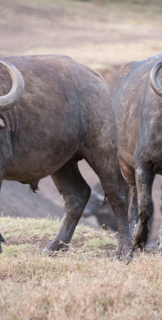 10-caberdare-solio-ol-pejata-kenya