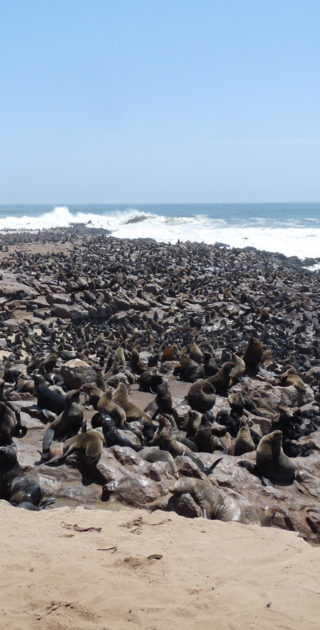 10-swakopmund-cape-cross-nambie