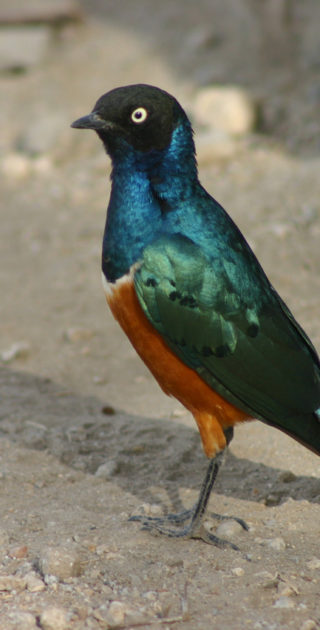 11-baringo-bogoria-kenya