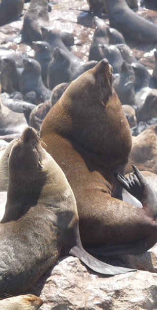 11-swakopmund-cape-cross-nambie