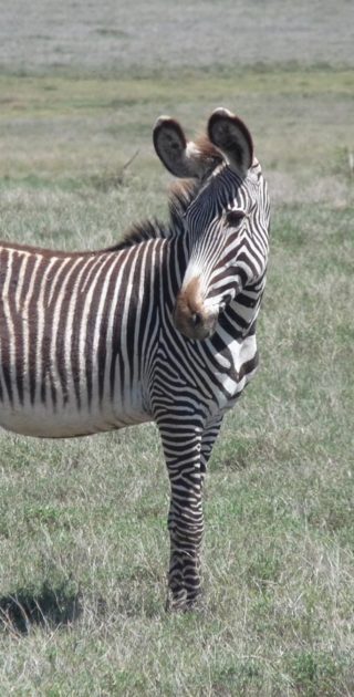 12-lewa-downs-kenya