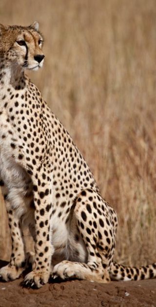 Cheetah, Maasai Mara
