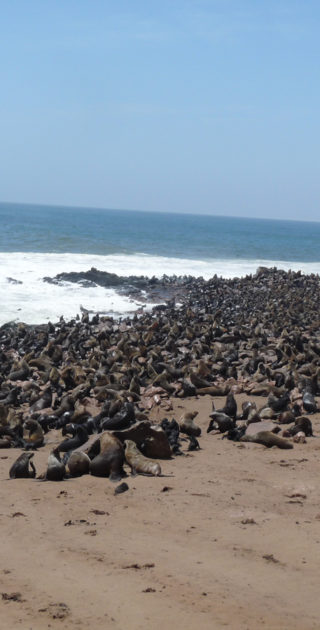 12-swakopmund-cape-cross-nambie