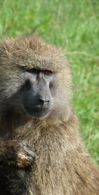 14-nakuru-naivasha-kenya