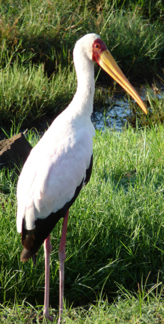 15-nakuru-naivasha-kenya