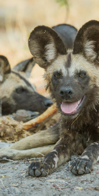 16-botswana-chobe