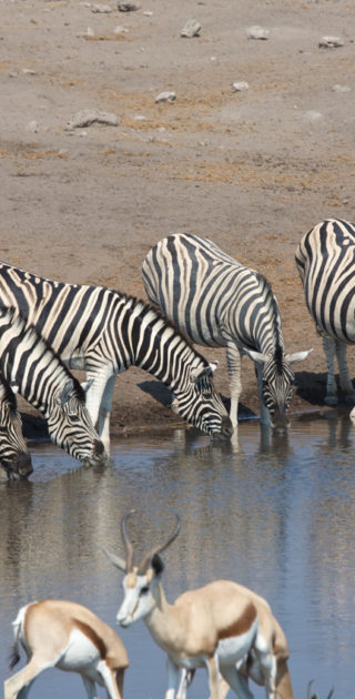 17-etosha-namibie