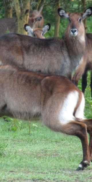 18-nakuru-naivasha-kenya