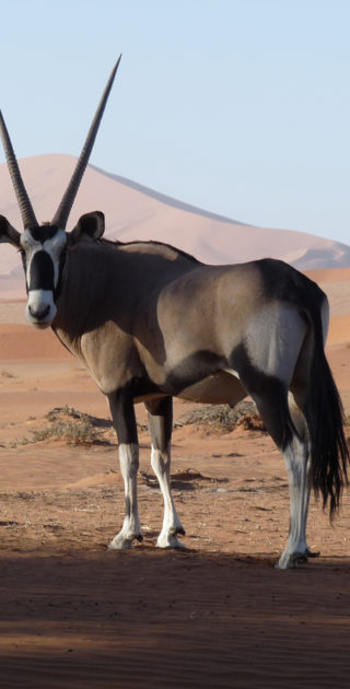 18-namib-namibie