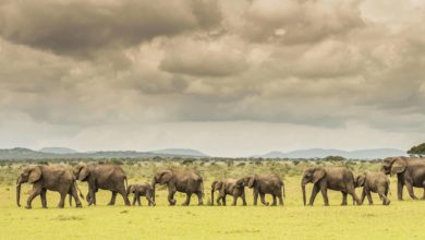 Une merveilleuse nouvelle ! (01/01/2021)