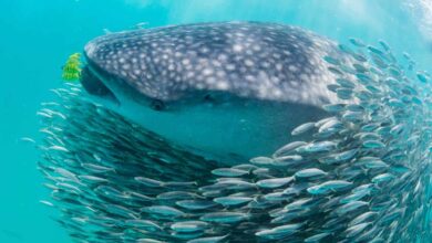 Air France ouvre une ligne vers Zanzibar (10/07/2021)