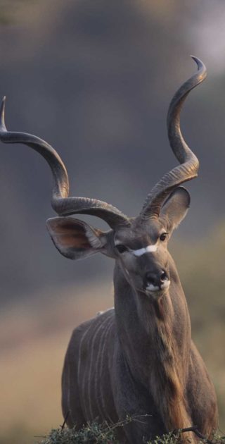 slideshow_botswana_3