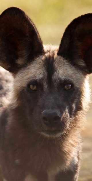 slideshow_botswana_4