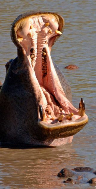 slideshow_botswana_5