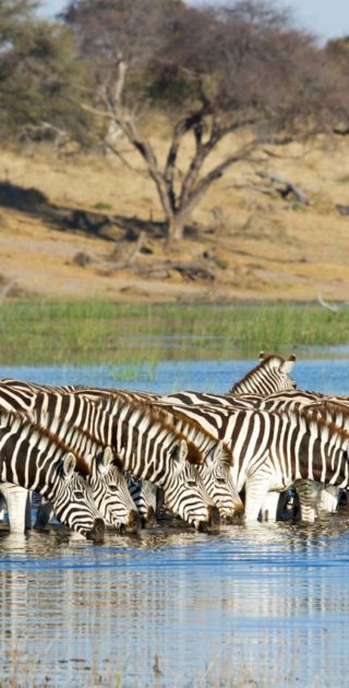 slideshow_destination_botswana_9