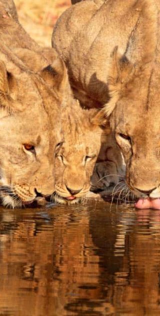 slideshow_destination_nimibie_11