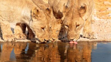 Air France reliera Paris-Charles de Gaulle à Kilimandjaro (Tanzanie) (22/06/2024)