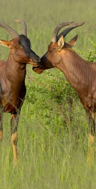 slideshow_destination_ouganda_5