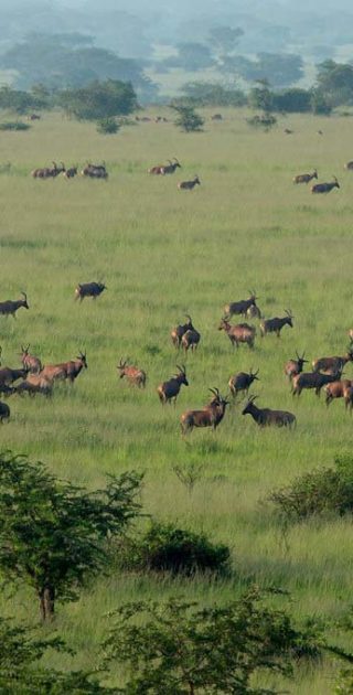 slideshow_destination_ouganda_6