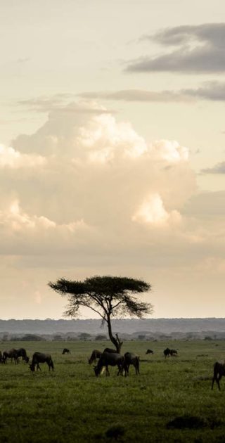 slideshow_itineraire_kenya_10nuits_6