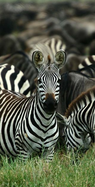 slideshow_itineraire_kenya_11nuits_5