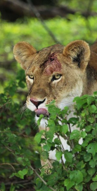 slideshow_itineraire_kenya_7nuits_1