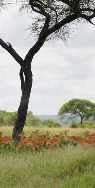 slideshow_itineraire_kenya_9nuits_2